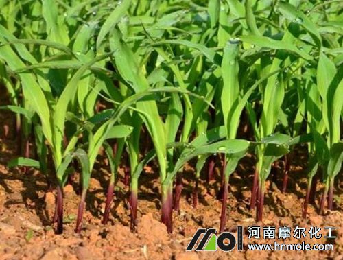 玉米苗期追施水溶肥 玉米苗期追施水溶肥
