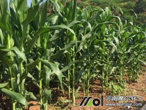 玉米稈期追施水溶肥 玉米稈期追施水溶肥
