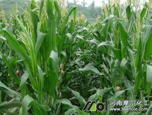 玉米抽雄期追施水溶肥 玉米抽雄期追施水溶肥