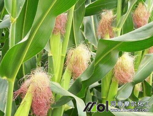 玉米結籽期追施水溶肥 玉米結籽期追施水溶肥