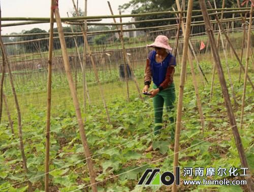黃瓜苗追施水溶肥 黃瓜苗追施水溶肥