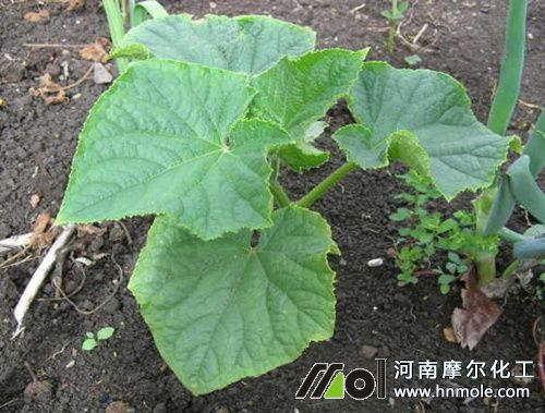 剛種的黃瓜苗施肥 剛種的黃瓜苗施肥