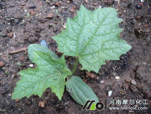 絲瓜苗追施水溶肥 絲瓜苗追施水溶肥