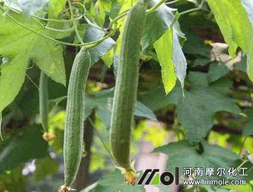 絲瓜結瓜期追施水溶肥 絲瓜結瓜期追施水溶肥