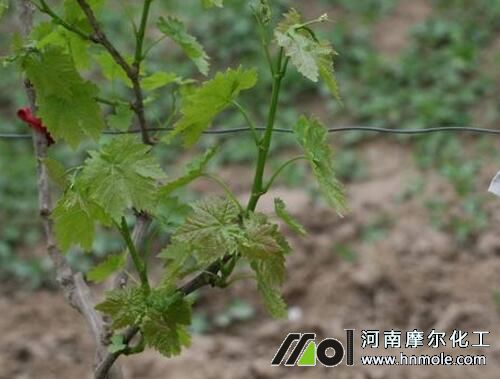 葡萄萌芽期追施含氮水溶肥 葡萄萌芽期追施含氮水溶肥