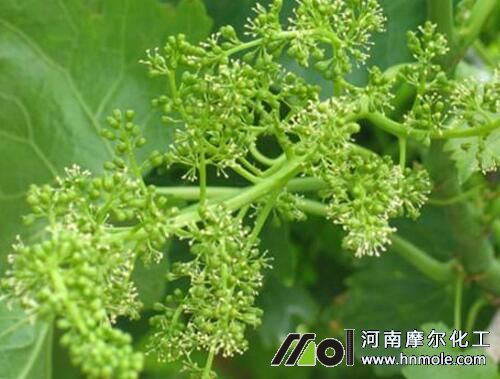 葡萄花前期追施水溶肥 葡萄花前期追施水溶肥