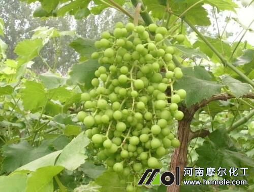 葡萄結果期追高鉀水溶肥 葡萄結果期追高鉀水溶肥