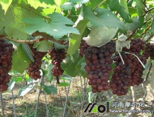 葡萄水溶肥哪個好 葡萄水溶肥哪個好