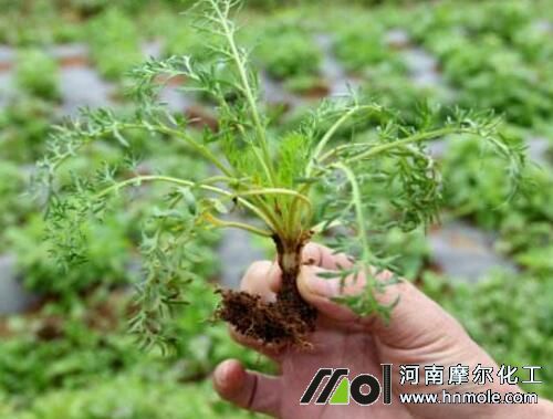 胡蘿卜追施育苗水溶肥 胡蘿卜追施育苗水溶肥