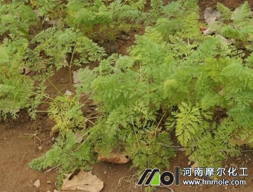 胡蘿卜追施高鉀水溶肥 胡蘿卜追施高鉀水溶肥