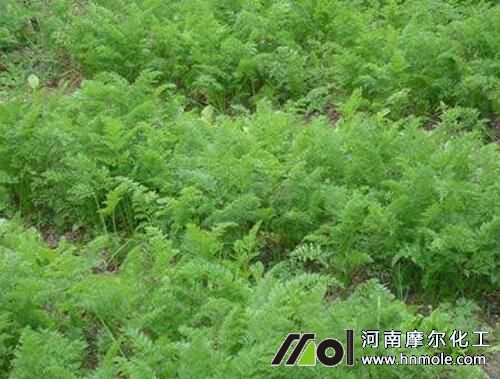 胡蘿卜追施高鉀水溶肥膨大 胡蘿卜追施高鉀水溶肥膨大
