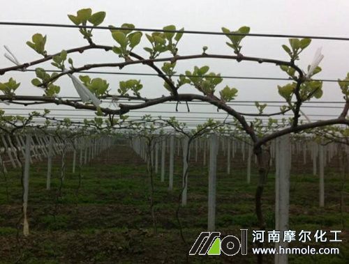 獼猴桃發芽期追施水溶肥 獼猴桃發芽期追施水溶肥