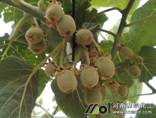 獼猴桃結果期追施水溶肥 獼猴桃結果期追施水溶肥