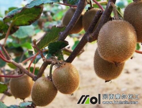 獼猴桃壯果期追施水溶肥 獼猴桃壯果期追施水溶肥