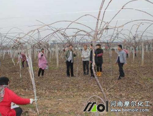 獼猴桃采果后追肥 獼猴桃采果后追肥