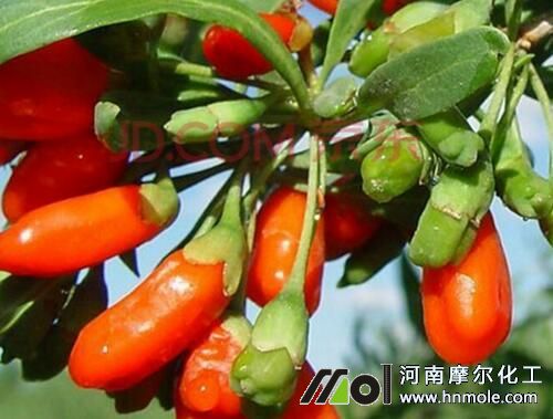 枸杞初期追施水溶肥 枸杞初期追施水溶肥