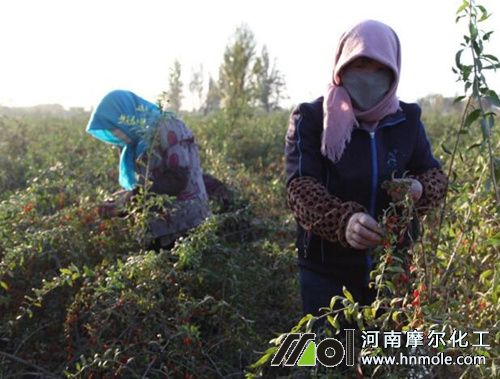枸杞采果后追施水溶肥 枸杞采果后追施水溶肥