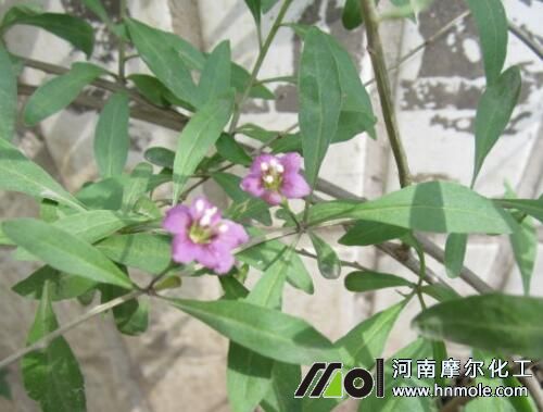 枸杞盛花期追施水溶肥 枸杞盛花期追施水溶肥