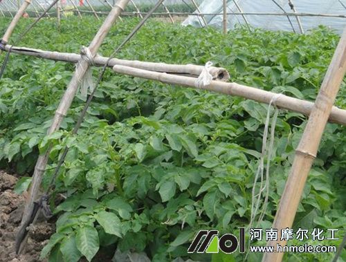 土豆水溶肥用法 土豆水溶肥用法