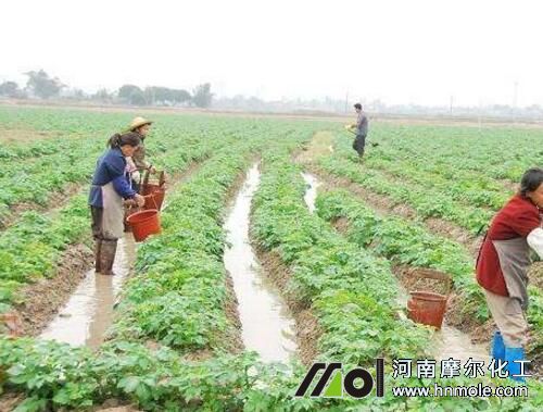 土豆水溶肥用法 土豆水溶肥用法