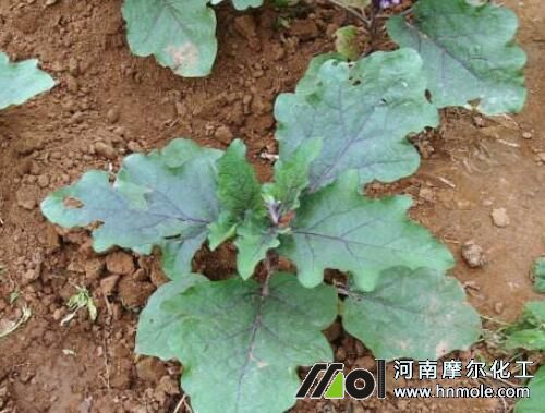 茄子苗期追施水溶肥 茄子苗期追施水溶肥