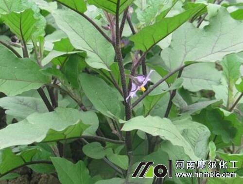 茄子花前期追施水溶肥 茄子花前期追施水溶肥