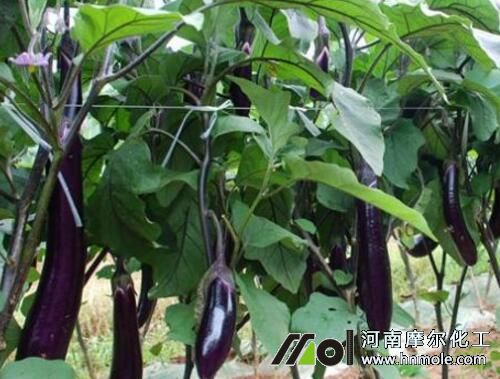 茄子施什么肥 茄子施什么肥