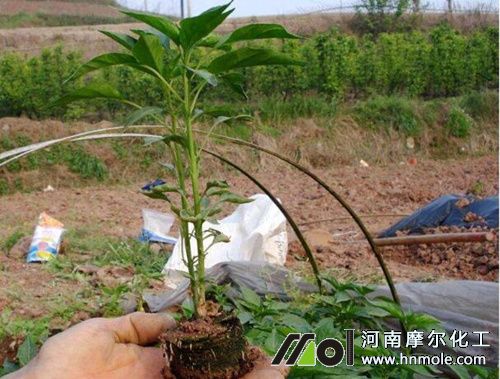 朝天椒苗追施育苗肥 朝天椒苗追施育苗肥