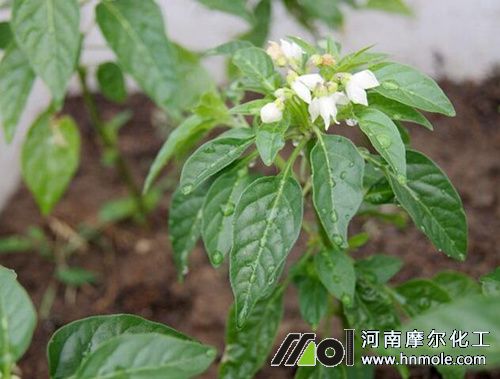 朝天椒花前期施肥 朝天椒花前期施肥