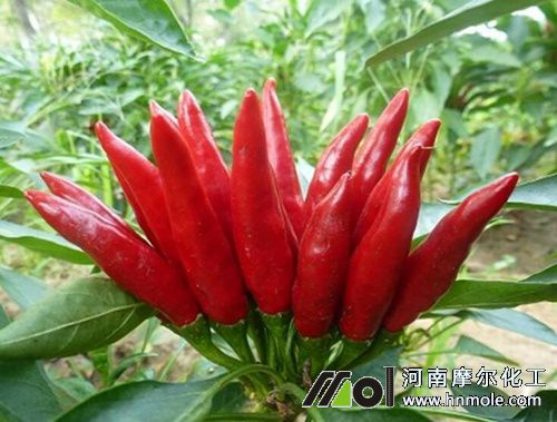朝天椒結果期追施高氮鉀水溶肥 朝天椒結果期追施高氮鉀水溶肥