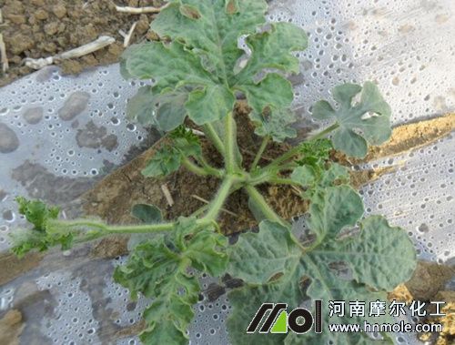 西瓜施育苗肥 西瓜施育苗肥