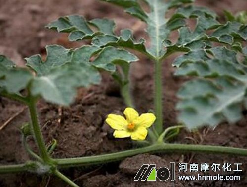 西瓜施促花肥 西瓜施促花肥