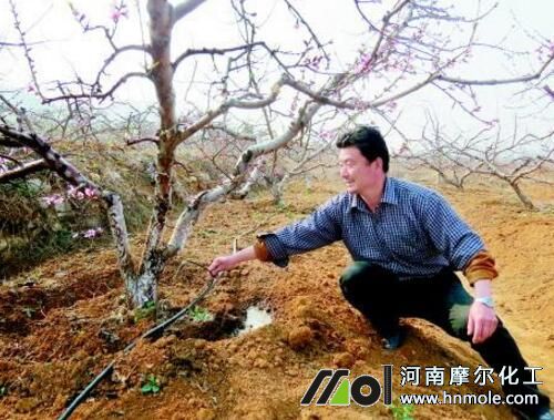 桃樹根施補充磷 桃樹根施補充磷