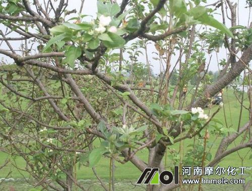 花前期追施一次水溶肥 花前期追施一次水溶肥