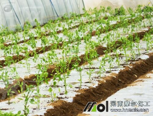 辣椒苗追施水溶肥 辣椒苗追施水溶肥