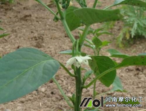 辣椒花前追施水溶肥 辣椒花前追施水溶肥