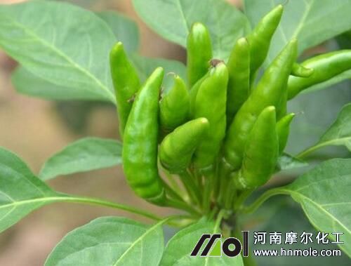 辣椒結果追施水溶肥 辣椒結果追施水溶肥