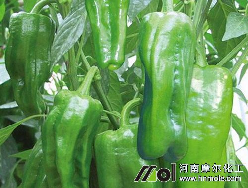 辣椒膨大追施水溶肥 辣椒膨大追施水溶肥