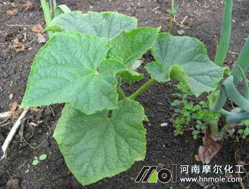 黃瓜施什么肥長得好 黃瓜施什么肥長得好