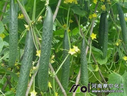黃瓜施什么肥長得好 黃瓜施什么肥長得好