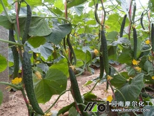 黃瓜結瓜期追施高鉀肥 黃瓜結瓜期追施高鉀肥