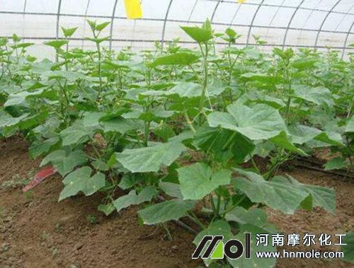 黃瓜苗期追施水溶肥 黃瓜苗期追施水溶肥
