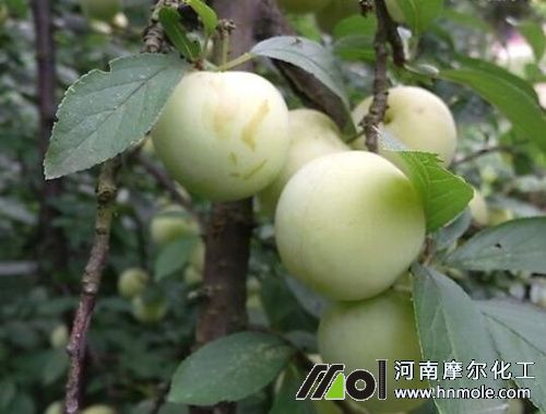 李子膨大期追肥 李子膨大期追肥