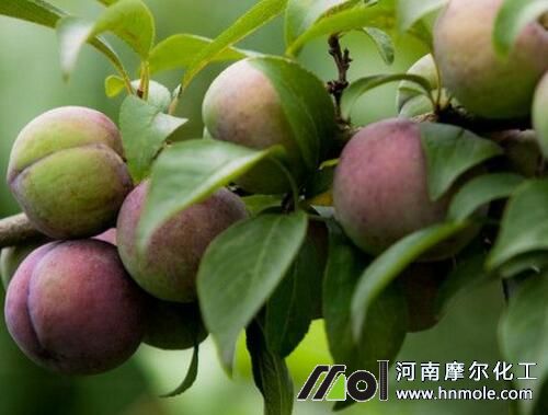 李子成熟期施肥 李子成熟期施肥