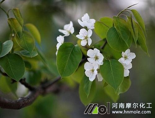 李子果樹花前施肥 李子果樹花前施肥