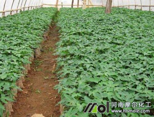 木瓜施肥時間及方法