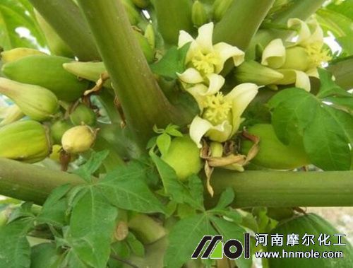 木瓜施肥時間及方法