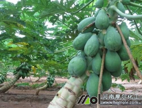 木瓜施肥時間及方法