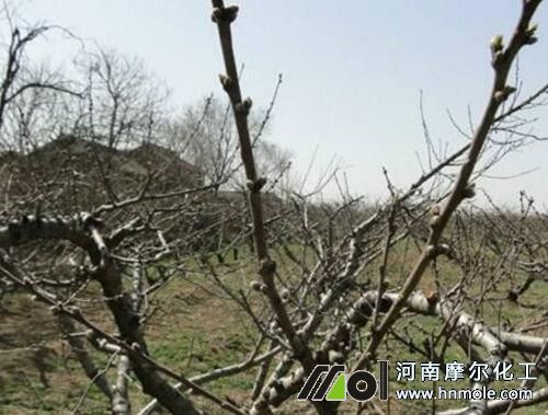 蘋果樹什么時候用水溶肥