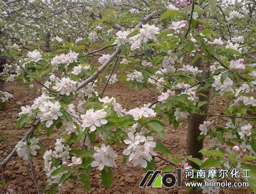 蘋果樹什么時候用水溶肥